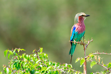 Image showing Lilac-breasted roller