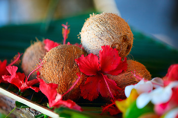 Image showing Coconuts and hibiscus flowers