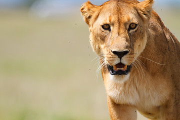 Image showing Lioness