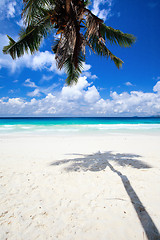 Image showing Palm tree shadow on sand