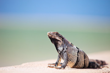 Image showing Mexican iguana