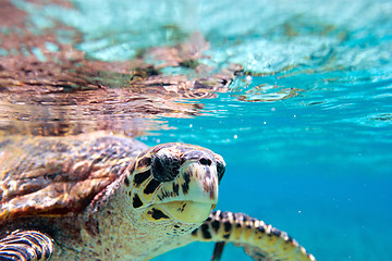 Image showing Hawksbill sea turtle