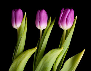 Image showing Spring bouquet