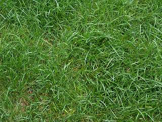 Image showing Green Grass Closeup