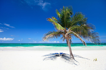 Image showing Coconut palm at beach