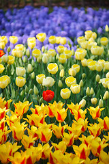 Image showing Blue, yellow and red flowers