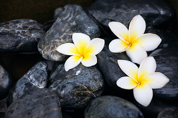 Image showing Frangipani flowers and spa stones