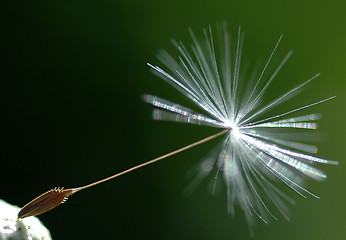 Image showing Dandelion seed