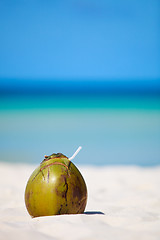 Image showing Coconut