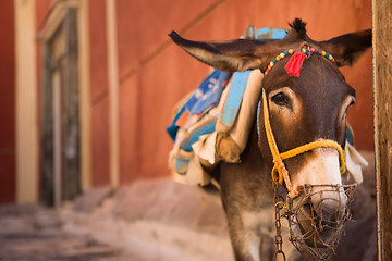 Image showing Donkey of Santorini