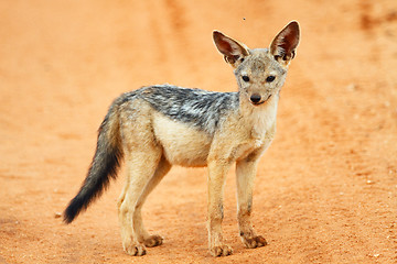 Image showing Jackal