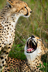 Image showing Mother and cub cheetahs