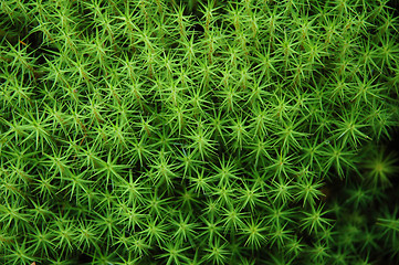 Image showing Moss