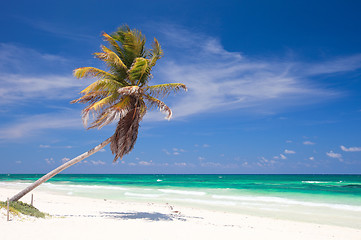 Image showing Coconut palm at beach