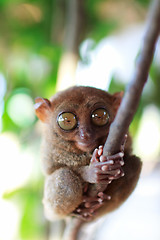 Image showing Tarsier