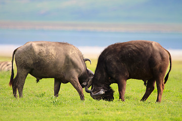 Image showing Buffalos