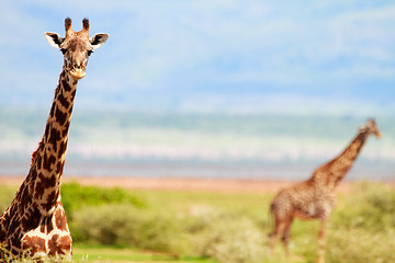 Image showing Giraffes