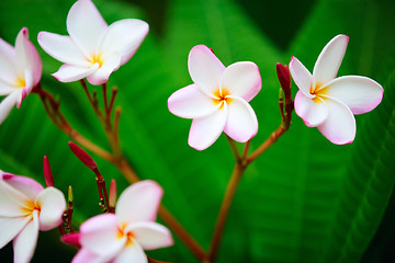 Image showing Frangipani flowers