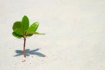Image showing Young plant growing on beach