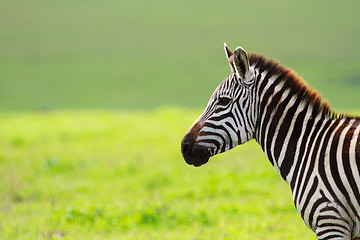 Image showing Zebra