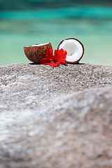 Image showing Coconut at tropical coast