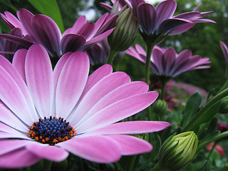 Image showing Flowers