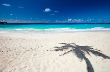Image showing Palm tree shadow on sand