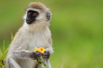 Image showing Black-faced vervet monkey