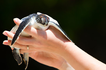 Image showing Baby sea turtle