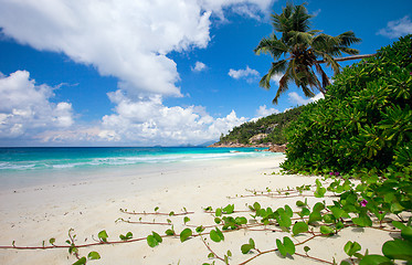 Image showing Perfect beach in Seychelles