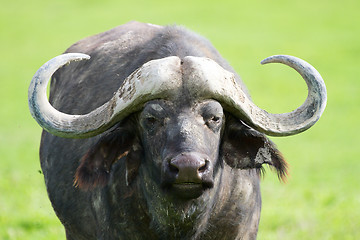 Image showing Buffalo portrait