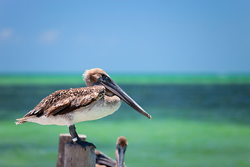 Image showing Brown pelican