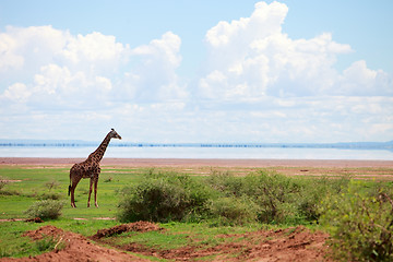 Image showing Giraffe