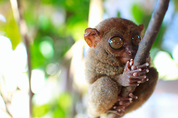 Image showing  Tarsier