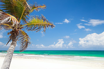 Image showing Coconut palm at beach