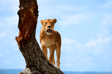 Image showing Lioness