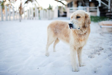 Image showing Golden retriever dog