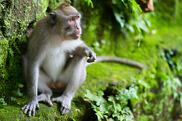 Image showing Portrait of wild monkey