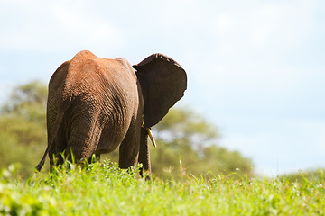 Image showing Elephant