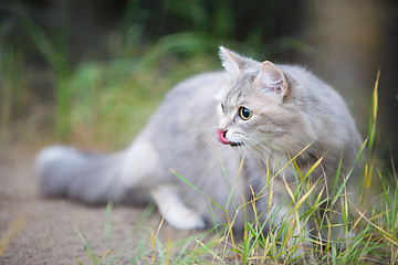 Image showing Cat