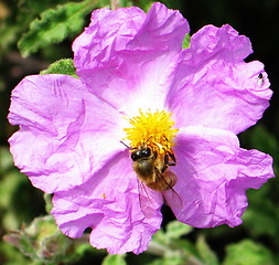 Image showing Flower bee