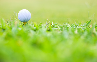 Image showing Golf Macro