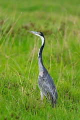 Image showing Black headed heron