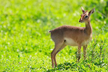 Image showing Dik dik