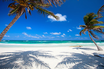 Image showing Coconut palms at beach