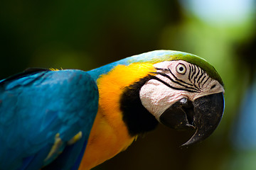 Image showing Colorful macaw parrot