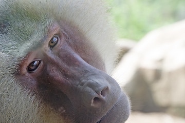 Image showing Hamadryas baboon