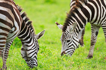 Image showing Zebras