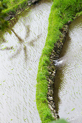 Image showing Rice field