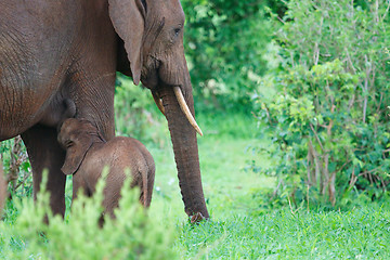 Image showing Elephants